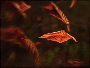 The falling leaves - Photo by Frank Zaremba MNEC