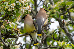 The Flower Eaters - Photo by Alison Wilcox