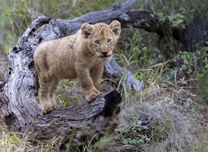 Class A HM: The Great Adventurer by Nancy Schumann