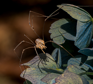 Class A HM: The Harvestman and Hydrangea by Linda Fickinger
