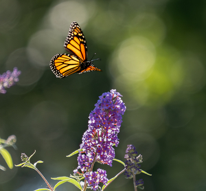 The Might of Fragile Things - Photo by Quannah Leonard