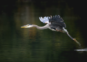 Class B 1st: The Take Off by Lisa Willsey