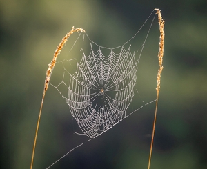 Class B 2nd: The Weight of the Morning by Anna Proczek