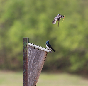 There She Goes Again - Photo by Frank Stapleford