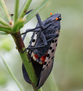 This Lantern Fly's Last Stand - Photo by Janice Oliveri