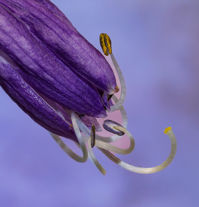Time to bloom - Photo by Janice Oliveri