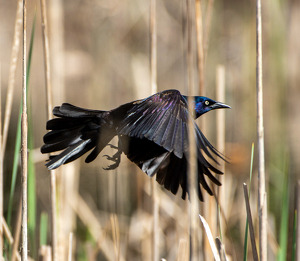 Time To Say Goodbye - Photo by Marylou Lavoie