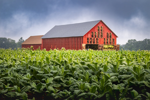 Tobacco Time - Photo by Lisa Willsey