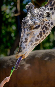 Tongue Twister Treat from a Tot - Photo by John Straub