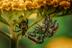 Too many suitors - Photo by Frank Zaremba MNEC