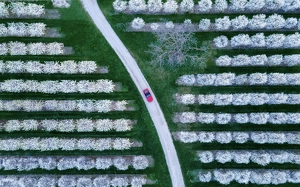 Class B 1st: Top-Down Angle in the Cherry Blossom Trees by Nick Aseritis