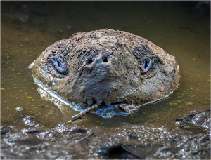 Tortoise Spa Treatment - The Mudbath - Photo by Susan Case