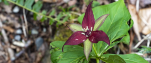 trillium - Photo by John Parisi