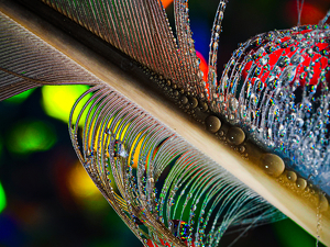 True Macro Freather and waterdrops - Photo by Richard Busch