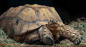 Class A HM: Tubby Tortoise by Linda Fickinger