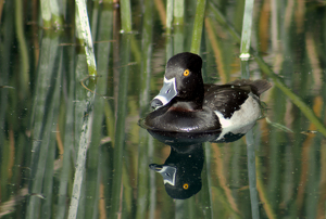 Tufted Duck - Photo by Chip Neumann