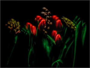 Salon 1st: Tulips by Frank Zaremba MNEC