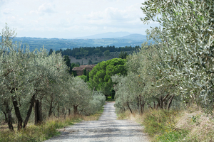 Tuscany-Landscape - Photo by Alene Galin
