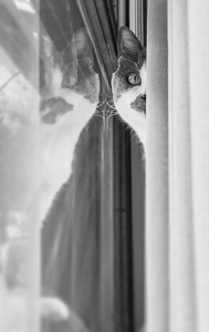 Twinkie alias The Jerk - Photo by David Hughes