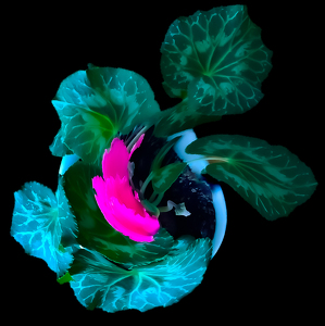 Twisted Begonia - Photo by Pamela Carter