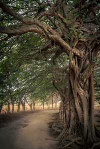 Under the Canopy - Photo by Anna Proczek