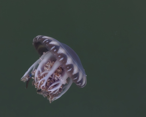 Under The Sea - Photo by Bill Latournes
