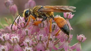 Salon 1st: Wasp -Digger Golden by Frank Zaremba MNEC