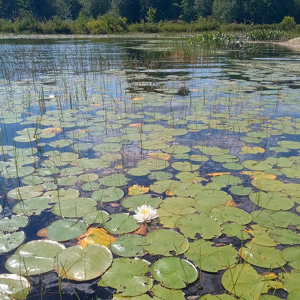 Water Lilly in the Weeds - Photo by Chip Neumann