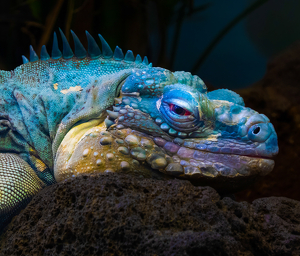 Class A 1st: What a night! Anyone have some Visine? by Janice Oliveri