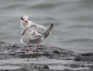 What are you looking at? - Photo by Quyen Phan