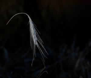 Wheat Stalk - Photo by Quannah Leonard