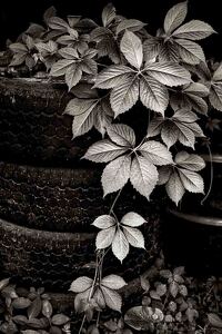 Class A HM: When Nature Takes Over by Lisa Willsey
