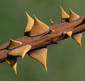 Salon 1st: Where Triangles Are Born by Bob Ferrante