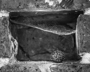 Whispers in the Mortar - Photo by Julie Keller