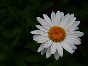 White Daisy - Photo by Julie Keller