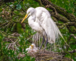 Salon 2nd: White Egret with Chicks by John McGarry