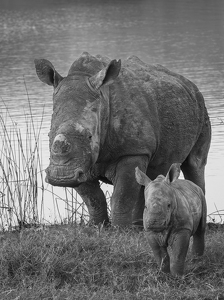 Class A HM: White Rhino Cow and Calf by Nancy Schumann