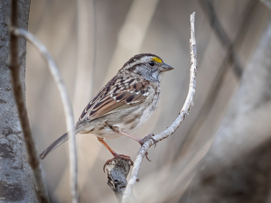 White-Throated Sparrow - Photo by Mark Tegtmeier