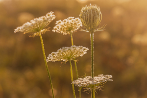 Class B HM: Wild Carrot at Golden Hour by Scott Ramsay