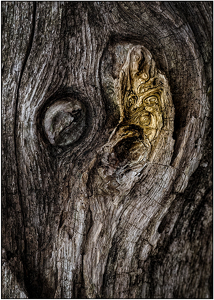 Woodland Spirit - Photo by Eric Lohse