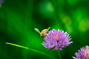 Working in the Garden - Photo by Chad Williams