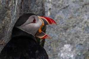 Yawn of the Wild - Photo by Alison Wilcox