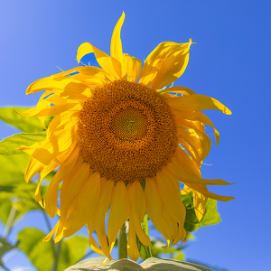 Yellow and True Blue - Photo by Pamela Carter