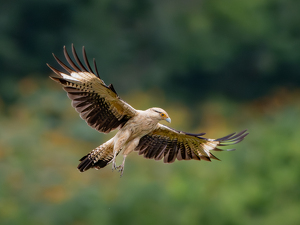 Salon 1st: Yellow Headed Caracara by Chris Wilcox