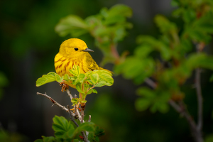 Salon HM: Yellow Warbler by Chris Wilcox