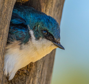 Class A 2nd: You Rang by Marylou Lavoie