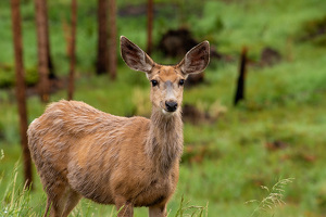 Young Mule Deer In Meadow - Photo by Lisa Willsey